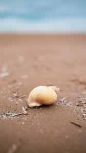 Preview wallpaper seashell, beach, sand, coast