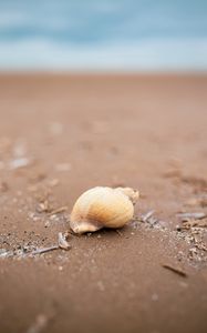Preview wallpaper seashell, beach, sand, coast