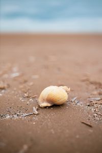 Preview wallpaper seashell, beach, sand, coast