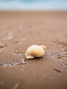 Preview wallpaper seashell, beach, sand, coast