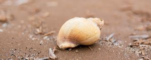 Preview wallpaper seashell, beach, sand, coast