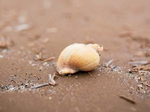 Preview wallpaper seashell, beach, sand, coast