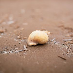 Preview wallpaper seashell, beach, sand, coast