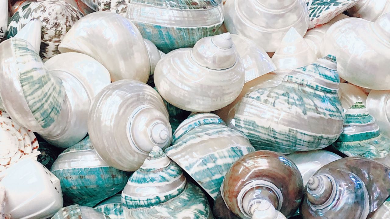 Wallpaper seashell, marine, beach, coast