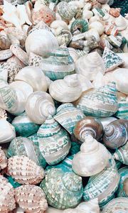 Preview wallpaper seashell, marine, beach, coast