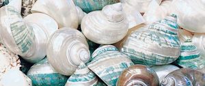 Preview wallpaper seashell, marine, beach, coast