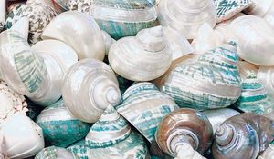 Preview wallpaper seashell, marine, beach, coast