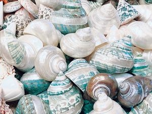 Preview wallpaper seashell, marine, beach, coast
