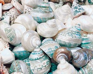 Preview wallpaper seashell, marine, beach, coast