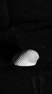 Preview wallpaper seashell, minimalism, black and white, contrast