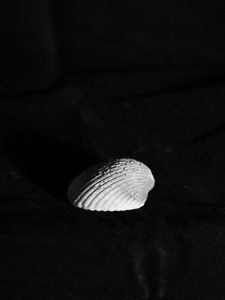 Preview wallpaper seashell, minimalism, black and white, contrast