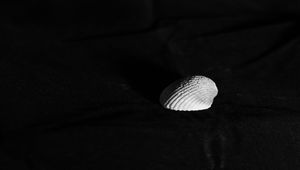 Preview wallpaper seashell, minimalism, black and white, contrast