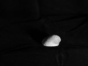 Preview wallpaper seashell, minimalism, black and white, contrast