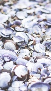 Preview wallpaper seashells, beach, sea