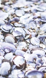 Preview wallpaper seashells, beach, sea