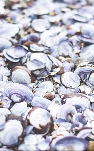 Preview wallpaper seashells, beach, sea