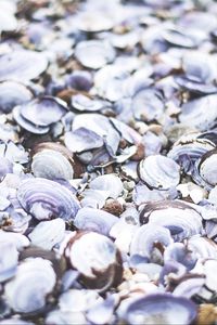 Preview wallpaper seashells, beach, sea