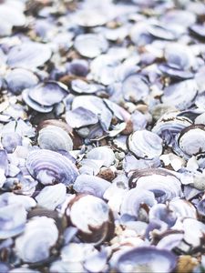 Preview wallpaper seashells, beach, sea