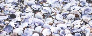 Preview wallpaper seashells, beach, sea