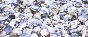 Preview wallpaper seashells, beach, sea