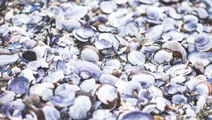 Preview wallpaper seashells, beach, sea