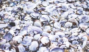 Preview wallpaper seashells, beach, sea