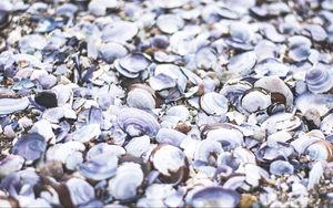 Preview wallpaper seashells, beach, sea