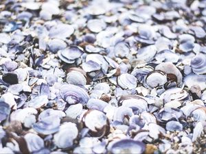 Preview wallpaper seashells, beach, sea