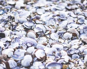 Preview wallpaper seashells, beach, sea