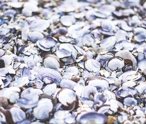 Preview wallpaper seashells, beach, sea