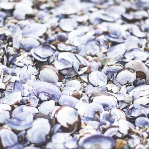 Preview wallpaper seashells, beach, sea