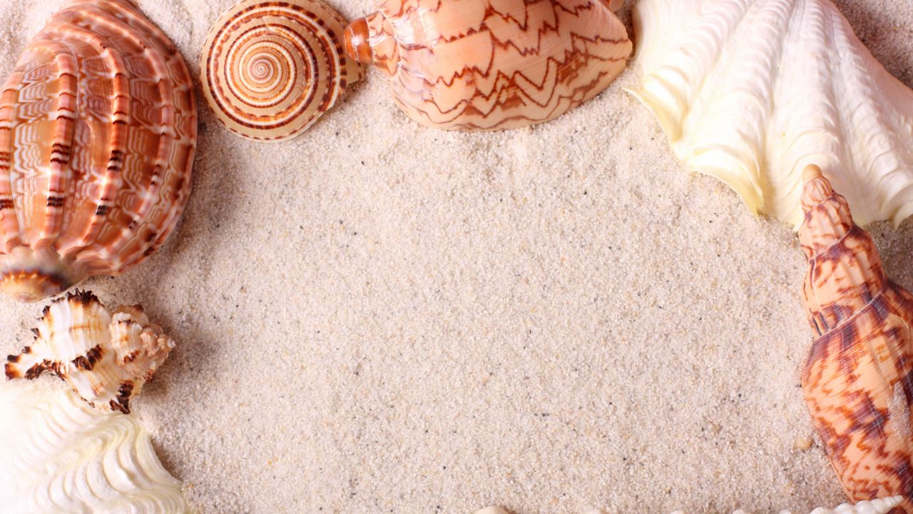 Wallpaper seashells, frame, sand