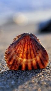 Preview wallpaper seashells, sand, light