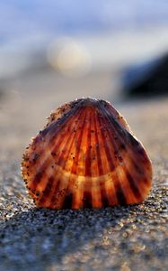 Preview wallpaper seashells, sand, light