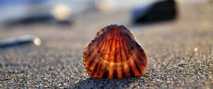 Preview wallpaper seashells, sand, light