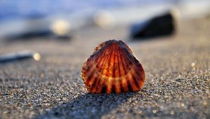 Preview wallpaper seashells, sand, light