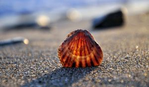 Preview wallpaper seashells, sand, light