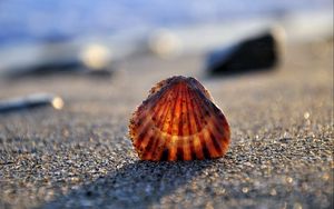 Preview wallpaper seashells, sand, light