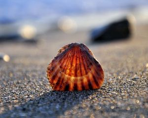 Preview wallpaper seashells, sand, light