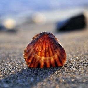 Preview wallpaper seashells, sand, light