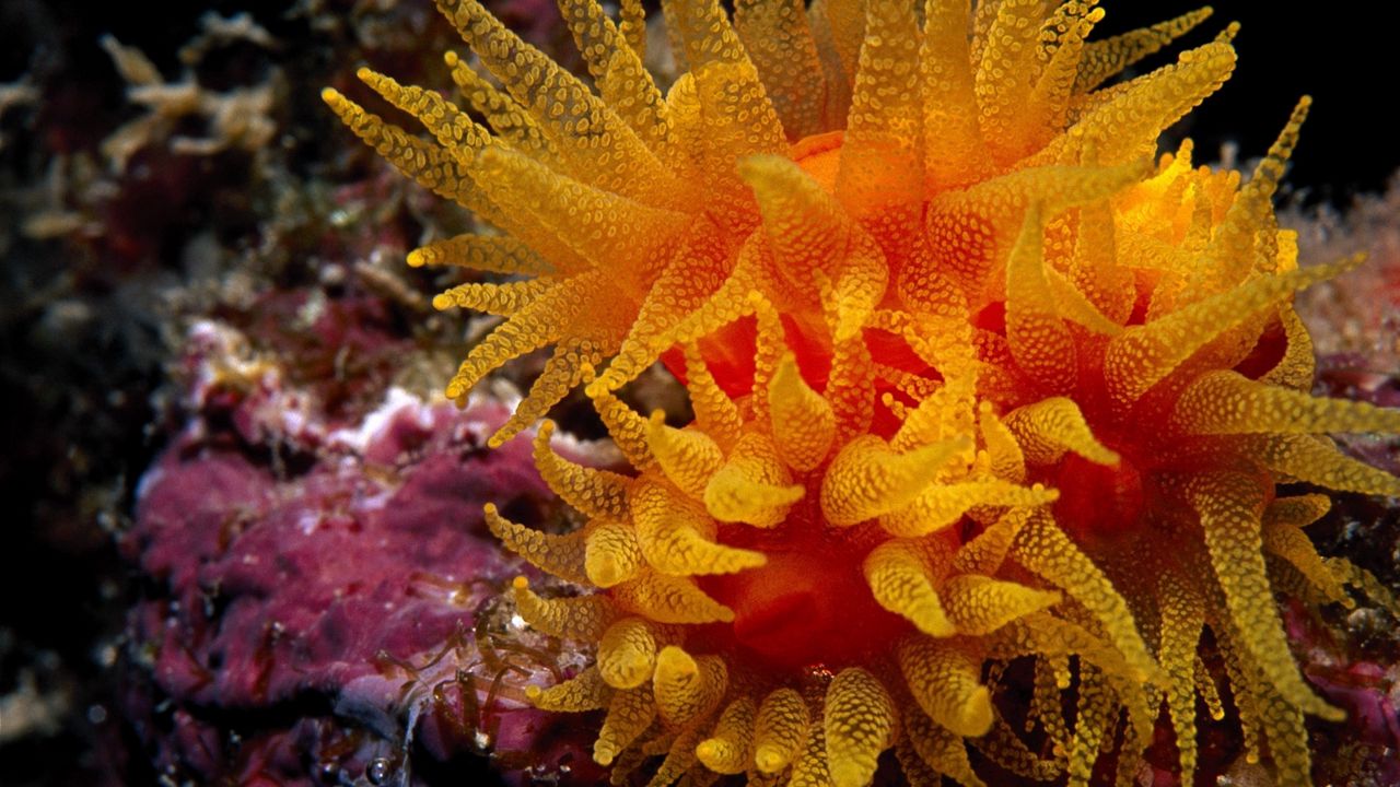 Wallpaper seaweed, underwater, ocean, depth, bottom