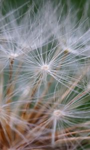 Preview wallpaper seeds, dandelion, fluff, plant, macro