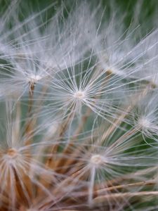 Preview wallpaper seeds, dandelion, fluff, plant, macro