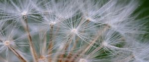 Preview wallpaper seeds, dandelion, fluff, plant, macro