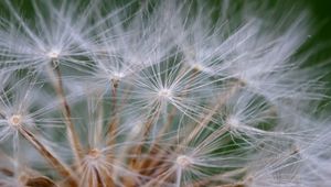 Preview wallpaper seeds, dandelion, fluff, plant, macro