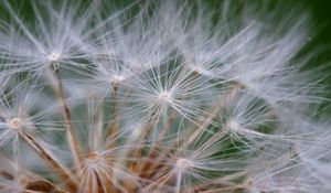 Preview wallpaper seeds, dandelion, fluff, plant, macro