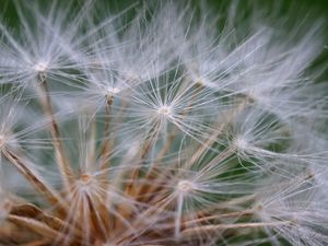 Preview wallpaper seeds, dandelion, fluff, plant, macro