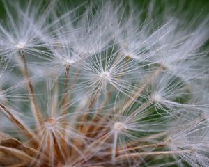 Preview wallpaper seeds, dandelion, fluff, plant, macro