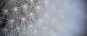 Preview wallpaper seeds, dandelion, light, flower