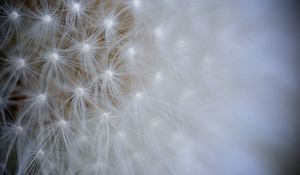 Preview wallpaper seeds, dandelion, light, flower